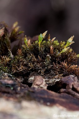 Dried plant with sporophytes